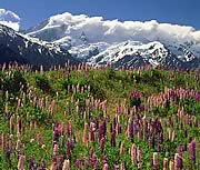 Mt Cook